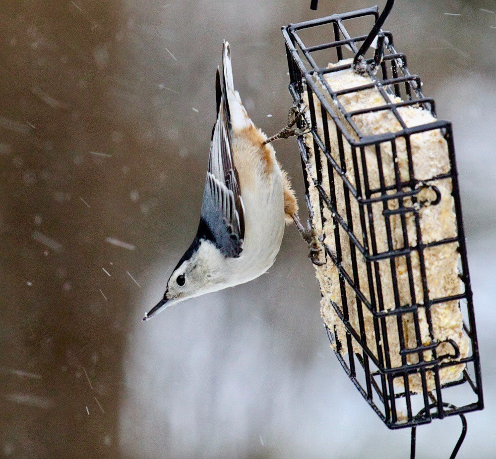 White-breasted nuthatch in the winter by Dawn Huczek is licensed under CC BY 2.0.